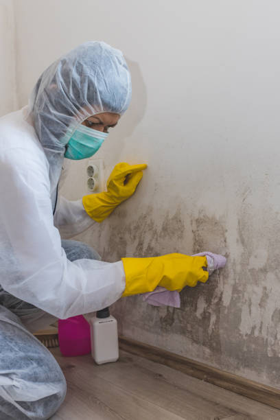  Fair Oaks, CA Mold Removal Pros